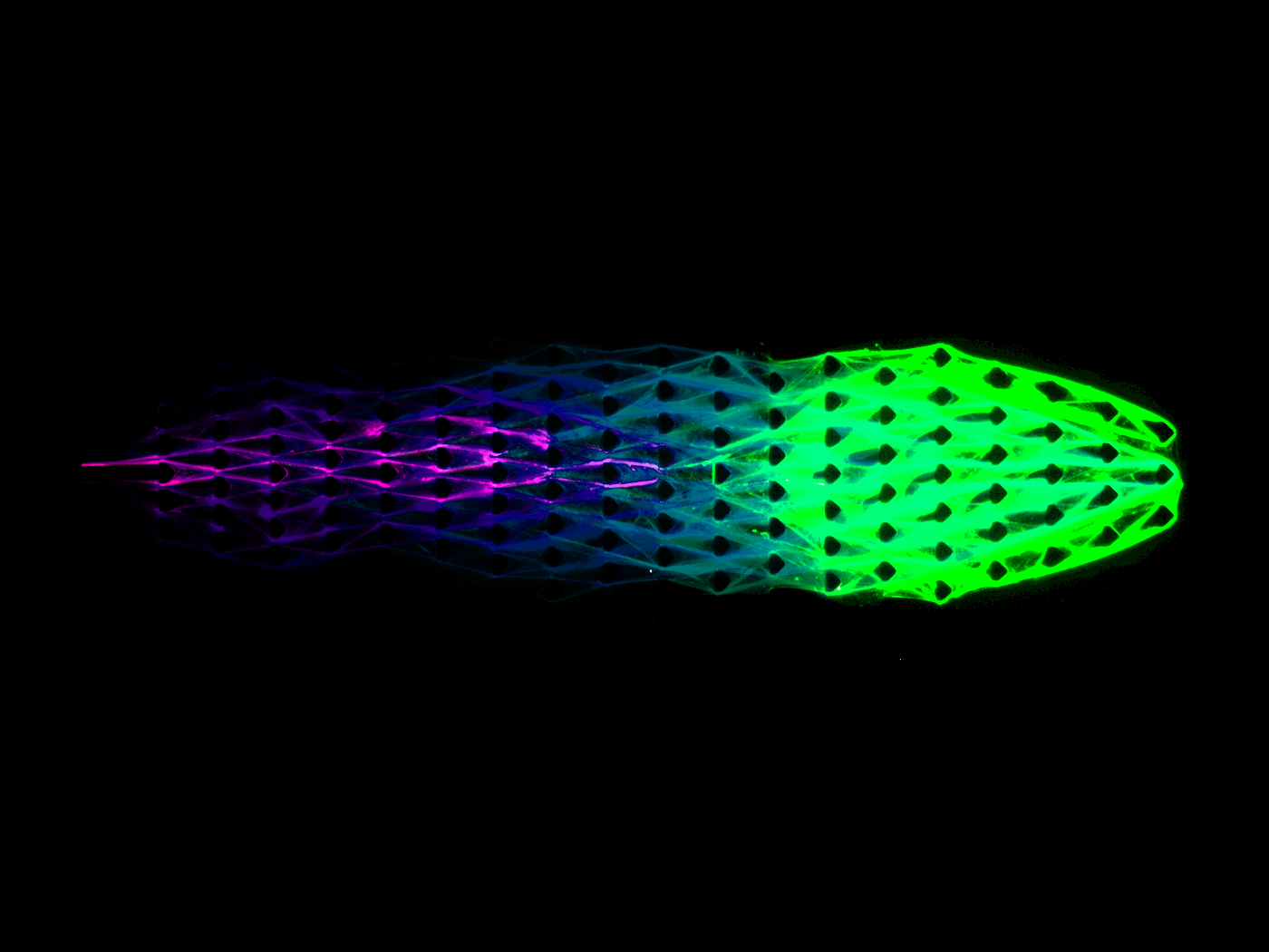 A DNA-based machine with emergent locomotion behavior. The movement is represented by an overlay of snapshots at different timepoints (from purple to green).